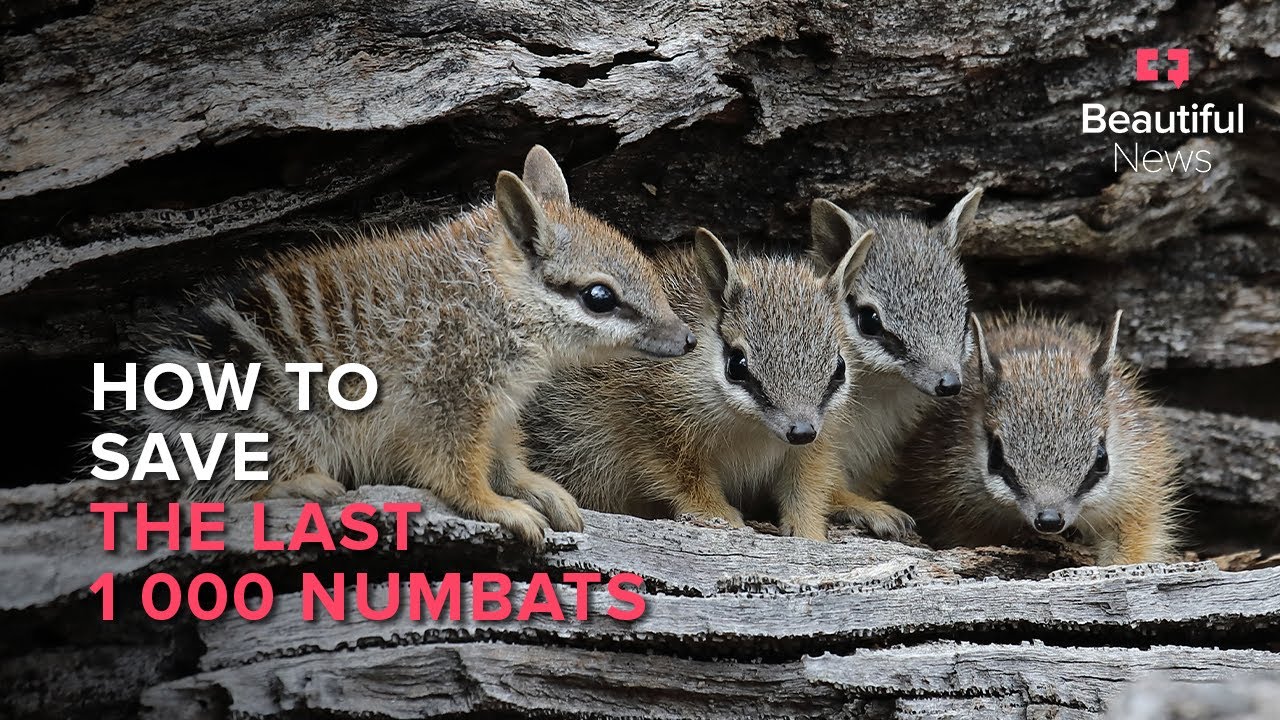 The unlikely task force conserving Australia’s numbats | Beautiful News