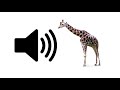 Giraffe - Sound Effect | ProSounds