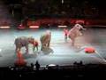 Ringling Bros Circus 2008