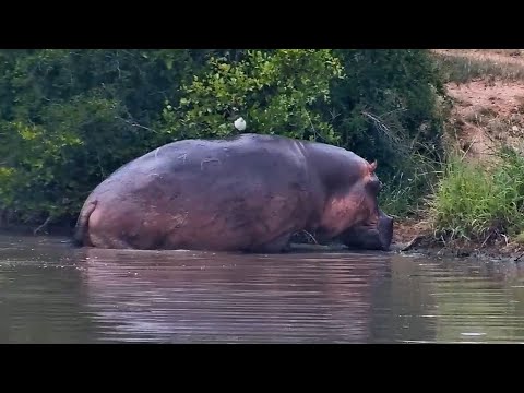 Male hippo Dewey leaves Djuma Waterhole to graze