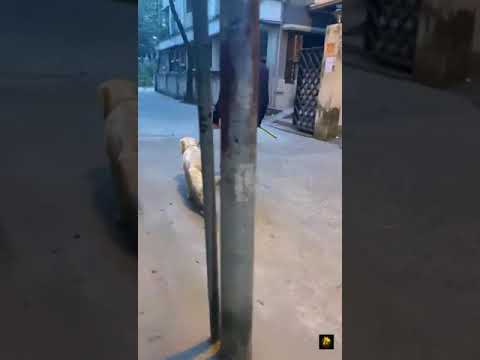 Ruffles | Golden Retriever| Leash Walk Practice Video | Dum Dum