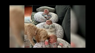 Our hearts are exploding watching this dog love on these 2-month-old triplets