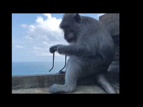download lagu mp3 mp4 Monkey Glasses, download lagu Monkey Glasses gratis, unduh video klip Monkey Glasses