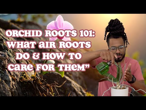 Orchid Roots 101: What Air Roots Do & How to Care for Them