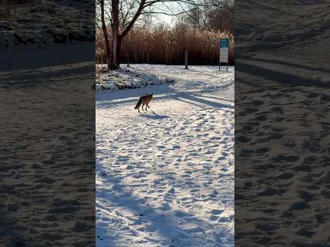Eiszeit mit Aussicht: Berlins strahlend blauer Wintereinbruch. #berlinvlog #snowyberlin #shorts