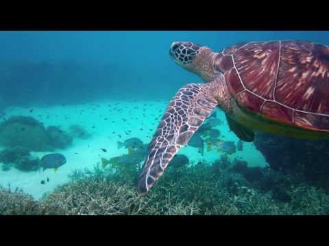 Friendly Girl Turtle Still OK Snorkeling Australia