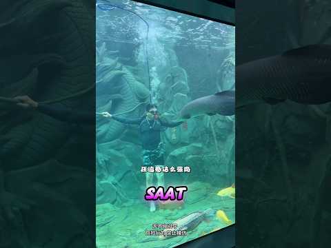 HAMPIR DI MANGSA IKAN ARAPAIMA 😱😱 #shorts #mancing #fishing