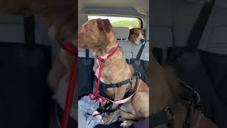 Video preview image #1 Golden Labrador Puppy For Sale in Mt. Laurel, NJ, USA