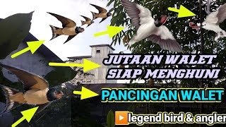 Download lagu Suara Panggil Walet  Paling Dicari Cari || Buktikan Langsung Datang.#masteran #ampuh #viral #terbaik mp3 Download lagu Suara Panggil Walet  Paling Dicari Cari || Buktikan Langsung Datang.#masteran #ampuh #viral #terbaik mp3