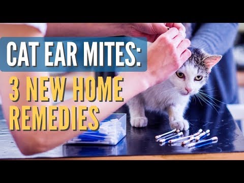 Cat Ear Mites: 3 New Remedies