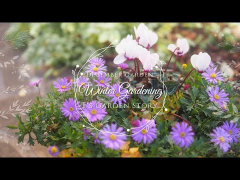 寒さや霜から木を守るために冬のベールを掛けるにはどうすればよいですか？  庭園