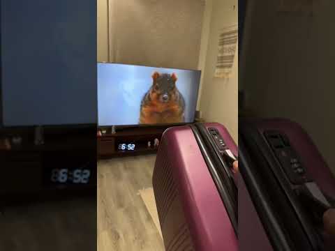 وفرناكم شاشة ضد الكسر