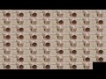 Pop Cat Over 1 Million Times