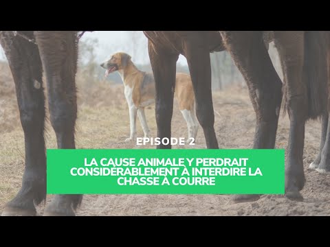 #2 La cause animale y perdrait à interdire la chasse à courre