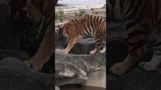 Point-Blank Filming Of A Wandering Tiger