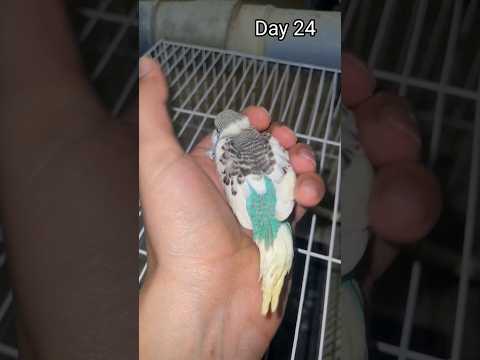 Day 1 To Day 30 | Budgie Growth Stages