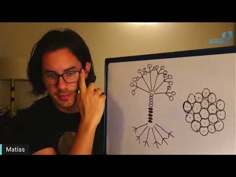 Day 341 SEED - Matias De Stefano - English Edit