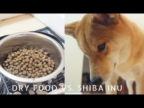 download lagu mp3 mp4 How To Get Your Dog To Eat Dog Food, download lagu How To Get Your Dog To Eat Dog Food gratis, unduh video klip How To Get Your Dog To Eat Dog Food