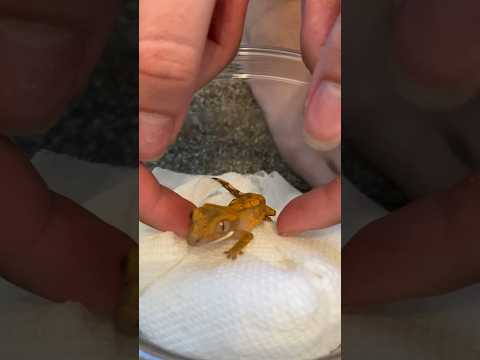 four years of owning my crested gecko 🤍 | Kam’s Reptiles