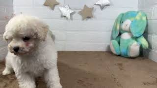 トイプードルの動画01