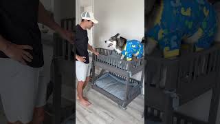 My dog was not happy I broke his bunk bed… #dogsofyoutube #dog #dogs #husky #funny