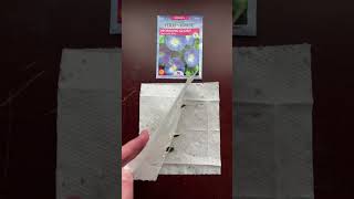 Germinating Morning Glory seeds