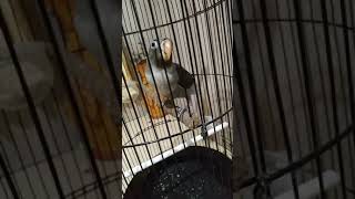 Download lagu Lovebird Paud batman umur 2 bulan kurang 2 hari mp3