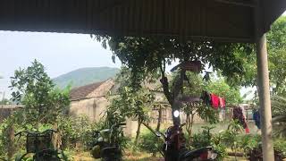 Làng quê yên bình