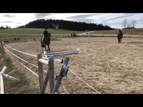 Reitstunde - Deckhengst Pieter V