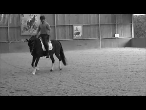 Alexae Wittock Young Horse to sale