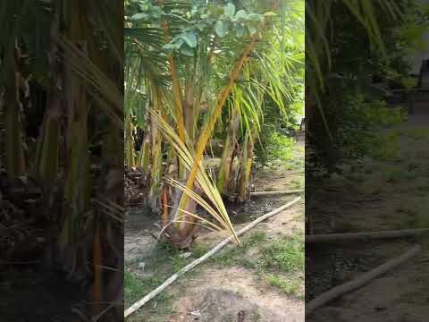 No interior município de palmeirândia Maranhão ￼