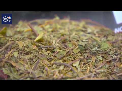 Utah County death linked to kratom 'buzzers'