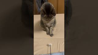 やっぱり早すぎて反応出来ない笑　#カービィ #cat #ねこ動画 #ねこのいる日常