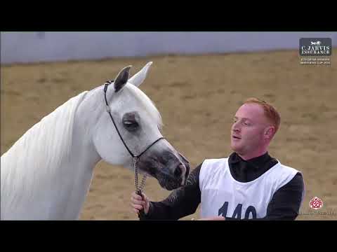 N 140 BINT JOHARA AL NAIF   4th Qatar Arabian Breeders Cup 2024   Mares 7+ Years Old Class 8