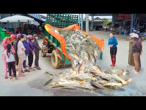 Use Truck To Harvesting A Lot Of Fish Goes To Countryside Market Sell | Daily Farm