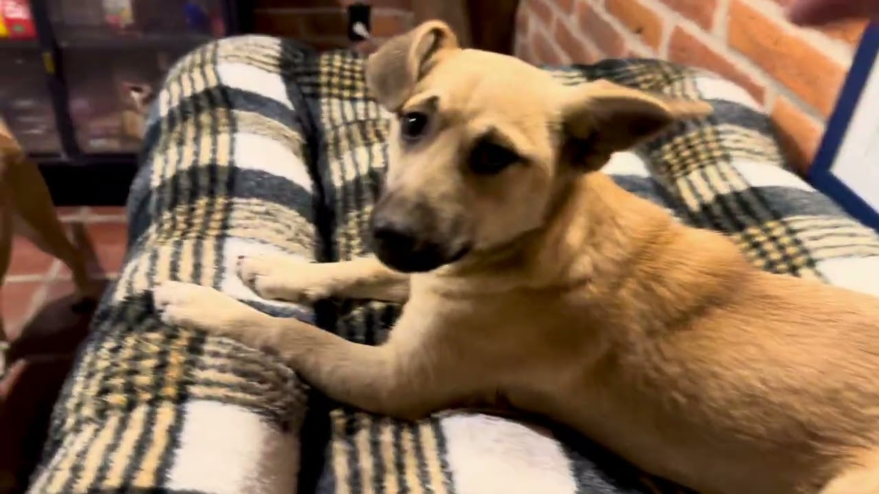 Ollie, a ADOPTABLE Mixed Breed in Encino, CA video 6/6