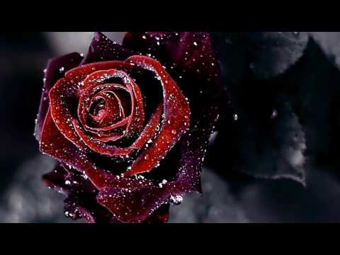 Tu Jaan Se Pyara Ho Gaya