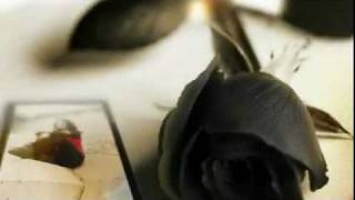 Duncan Dhu - Rosa gris