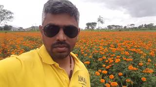 preview picture of video 'Jamanthi  flowers farm . onam 2016 Alex Michael  from gopalaswamy betta  .gundellpetta .karataka.'