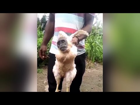 Les habitants de Zélé (Man) démentent le prétendu poulet à visage de singe