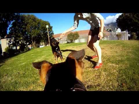 The Amazing Four Legged Musical Quest