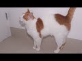 Cat Meowing