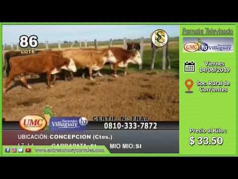 14-06-19 - Venta de Vientres - Remate televisado de UMC & HACIENDAS VILLAGUAY - Corrientes