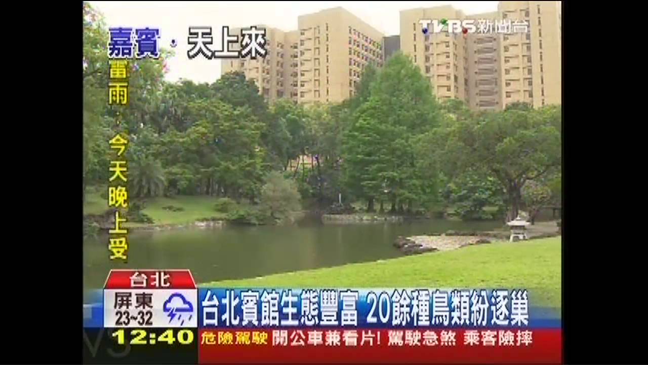 國寶藍鵲下山築巢 4隻轟動台北賓館