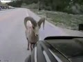 Баран против джипа 