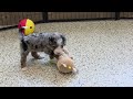 Mini Bernedoodle dogs for sale: Nova - Video 1