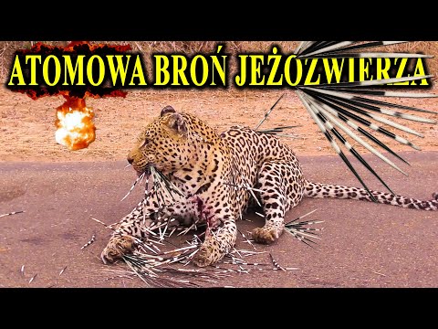 JEŻOZWIERZ - Nietykalny Gryzoń z Atomową Bronią