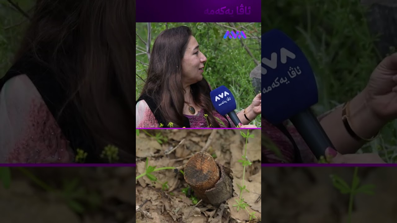 ڤیدیۆ | تەمەنی ئەم دارە زیاترە لە 100 ساڵ و بڕاوەتەوە