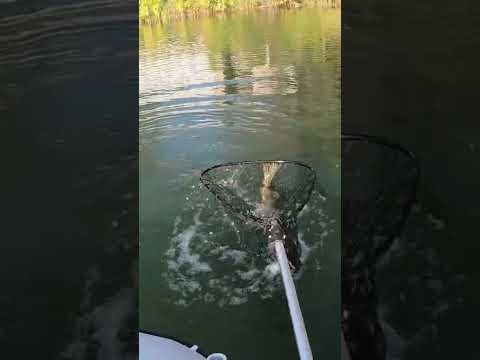 HUGE 😨 Northern Pike CRUSHING The Heddon Spook Lure! #fishing #northernpike