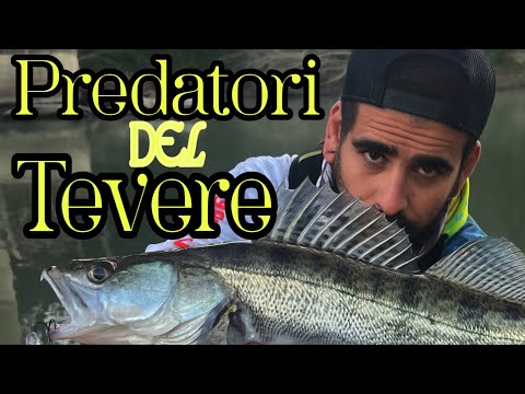 SPINNING in the TIBER HUNTING PREDATORS